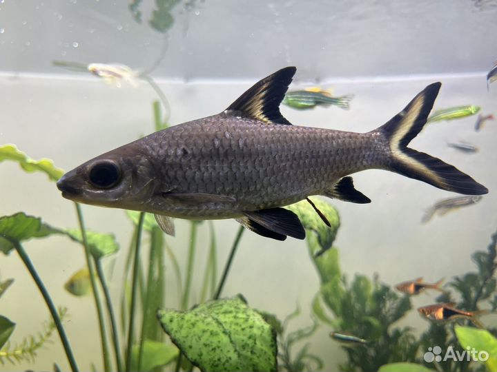 Аквариумные рыбки