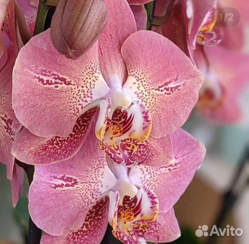 Орхидея Леко Фантастик купить в Санкт-Петербурге | Товары для дома и ...