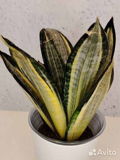 Сансевиерия ханни Зебра