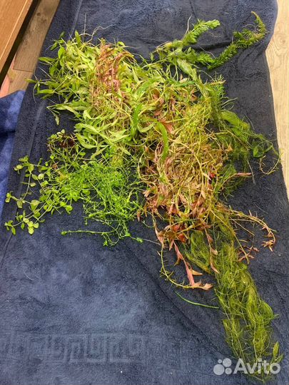 Прополка аквариумных растений