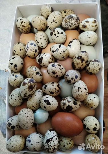 Продам яйцо перепелинное