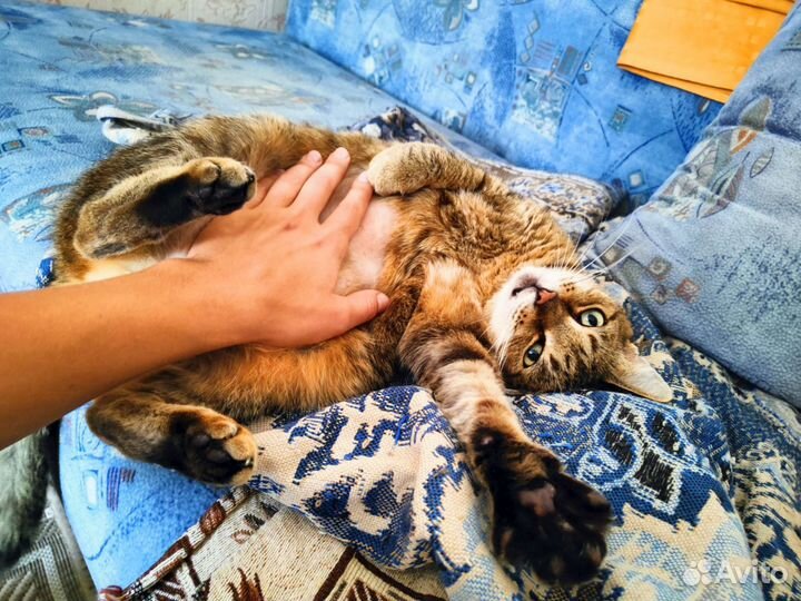 Одинокий кот ищет покой