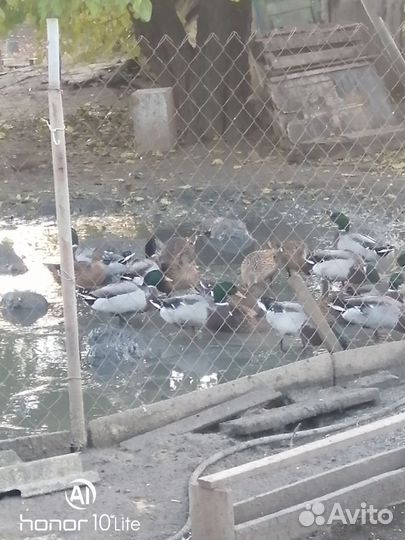 Дикие утки кряквы