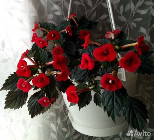 Ахименесы, рассада