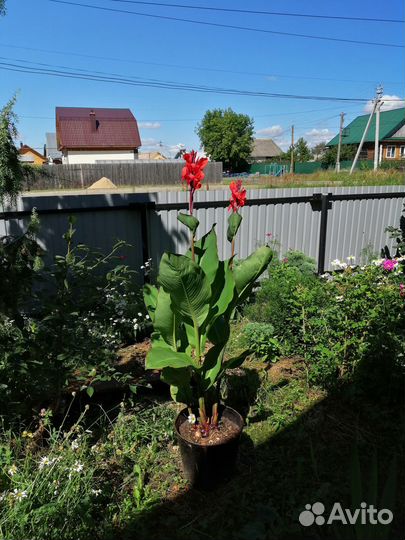 Клубни цветов Канны