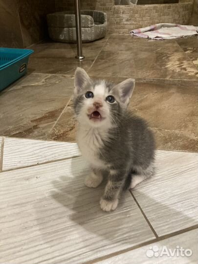 Котята бесплатно
