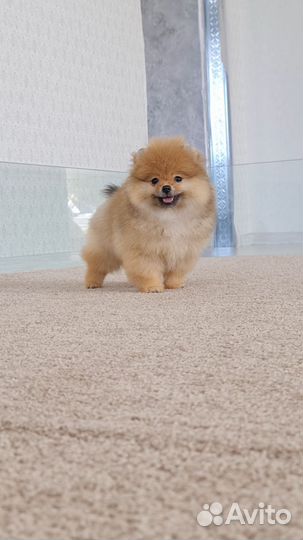 Кукольная девочка 3 месяца с видео