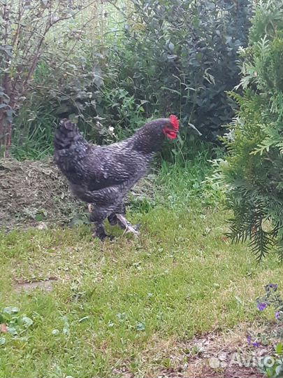 Петух мехеленской кукушки