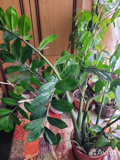 Комнатные растения цветы