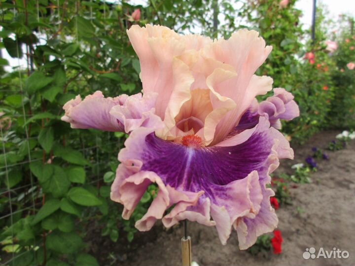 Ирис высокий бородатый. В коллекции 130 сортов. На