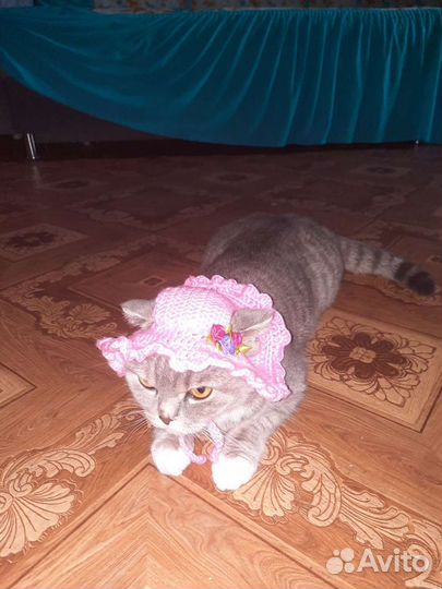 Вязаная Одежда для собак(маленьких пород)