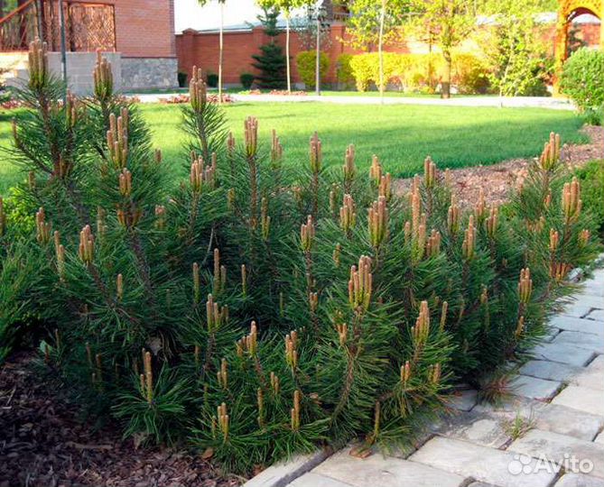 Сосны горные Пумилио, Мугус, Унцината