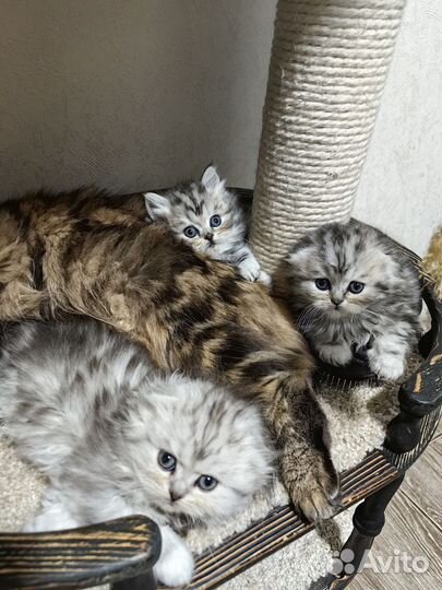 Шотландская