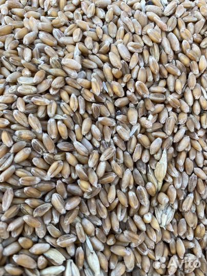 Пшеница 3 класс