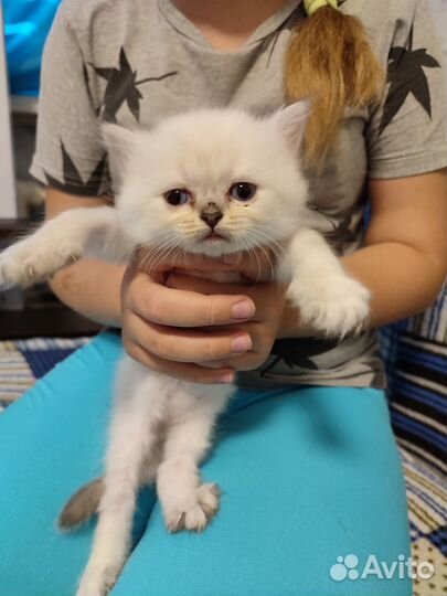 Шотландские вислоухие котята