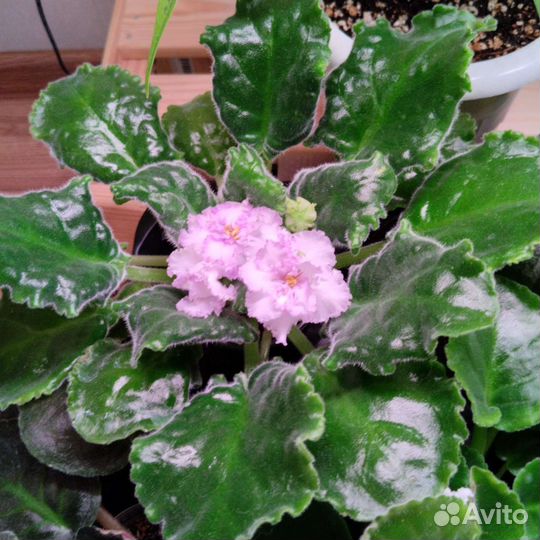 Узамбарская фиалка (разные сорта)