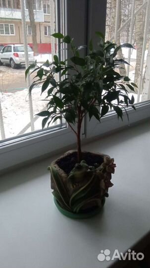 Фикус бенджамина