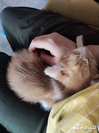 Котенок котик