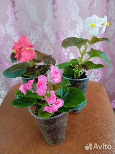 Бегония вечноцветущая