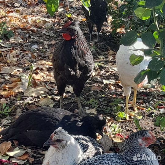 Молодые петушки