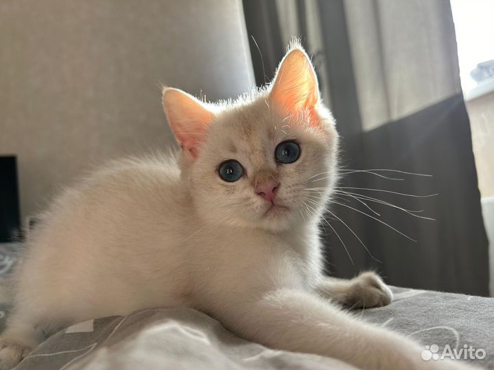 Кошка золотая шиншилла