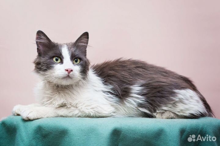 Выброшенный Фантик