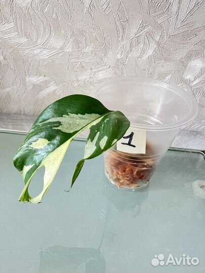 Монстера рафидофора вариегатная (минима)