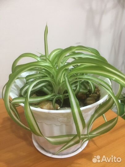 Хлорофитумы,Сциндаптус