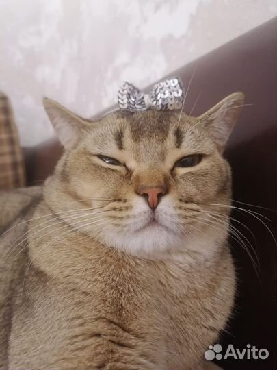 Кот шотландец