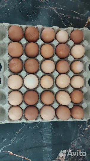 Домашние куринные яйца