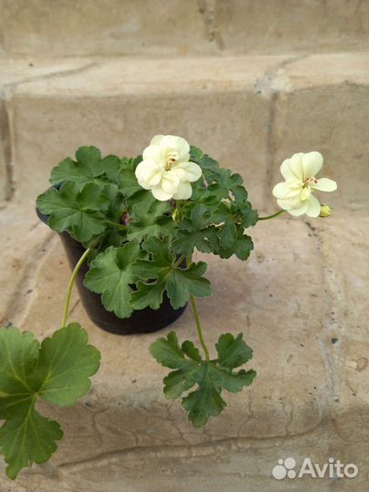 Пеларгония герань