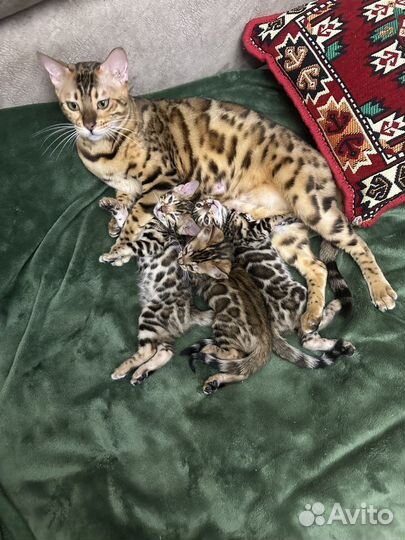 Бенгальские котята