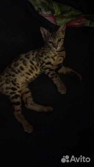 Бенгальские котята