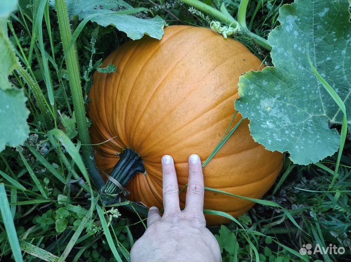 Тыквы для декора