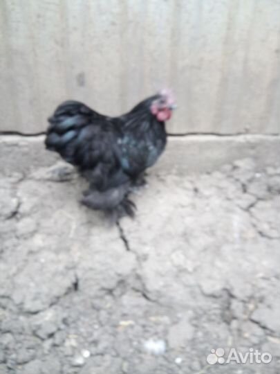 Продается карликовый кохинхин, петухи