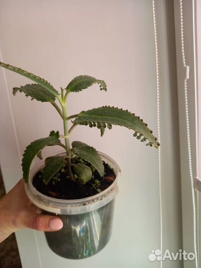 Каланхоэ дегремона чихалочка