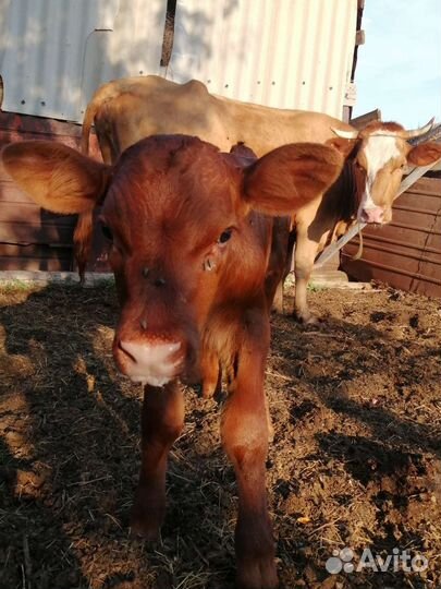 Корова дойная с теленком