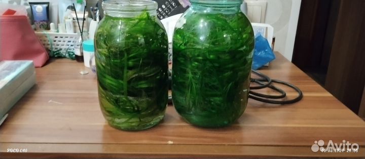 Водоросли для аквариума