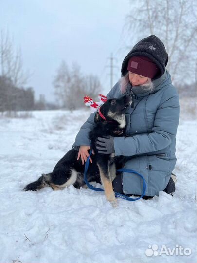 Собака в добрые руки