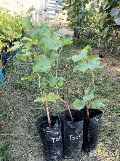 Саженцы винограда столовых и технических сортов