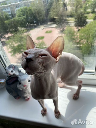 Донской сфинкс вязка