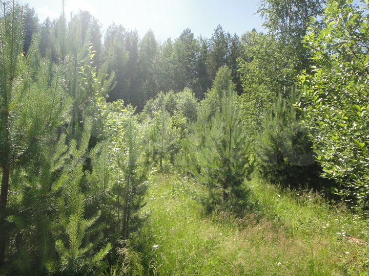 Участок 15 сот. (СНТ, ДНП)