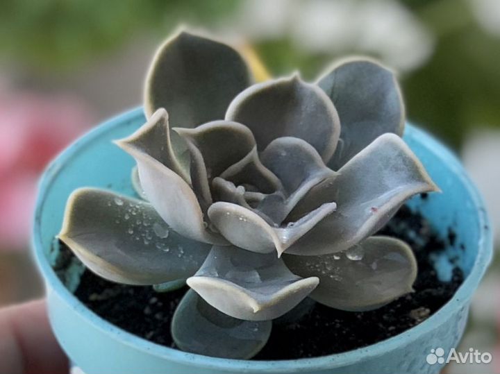 Эчеверия, каменная роза (суккулен