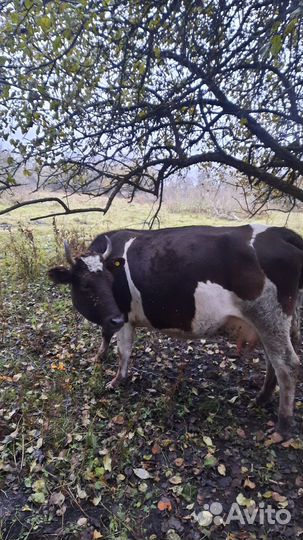 Корова дойная