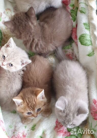 Британские котята. Циннамон, лиловые