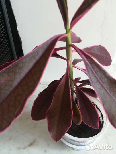 Синадениум