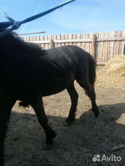 Лошадь пони