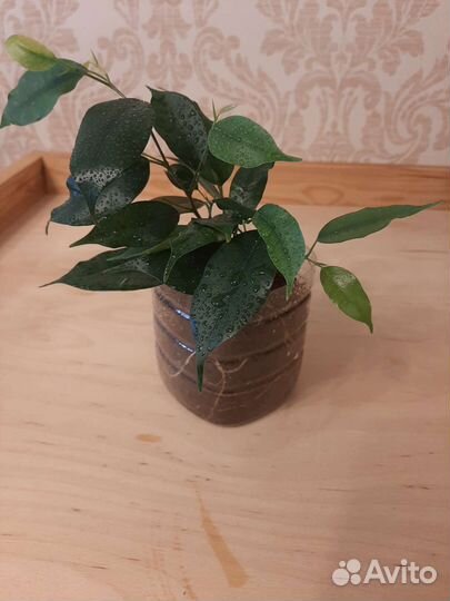 Фикус Даниель и Кинки