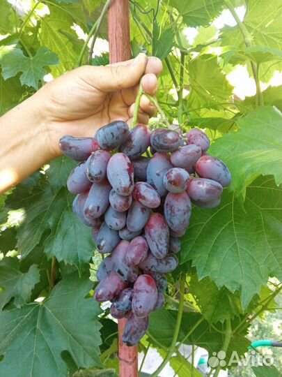 Саженцы винограда и плодовых