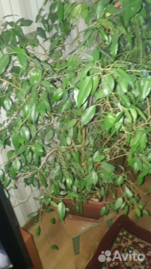 Фикус бенджамина